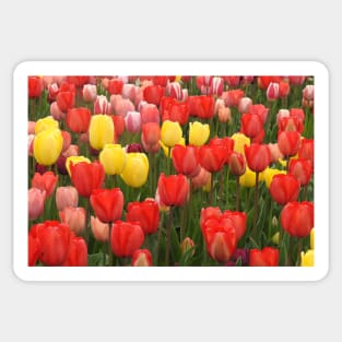 Nature, Natural Texture, Pattern, Flowers, Tulips Sticker